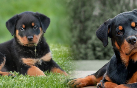 Rottweiler Puppies For Sale