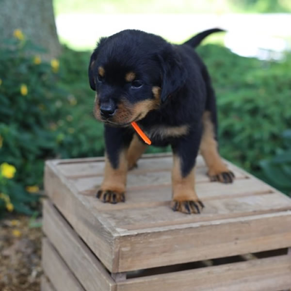 rottweiler puppies for sale