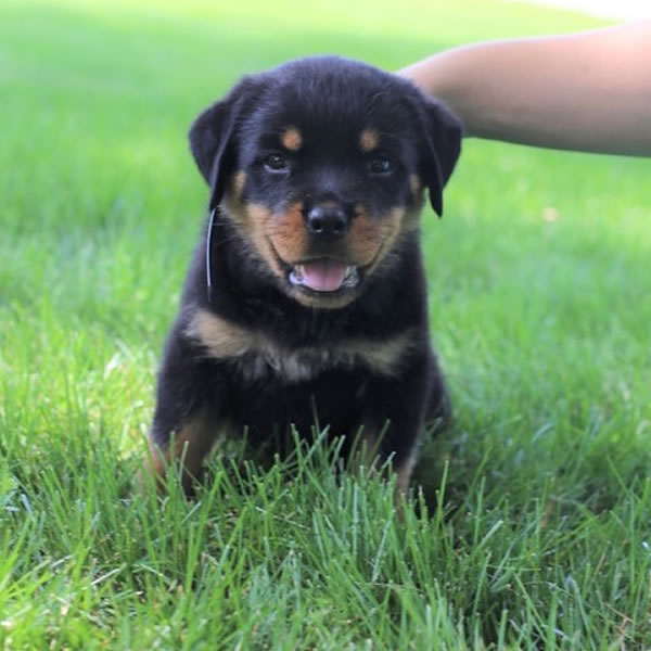 rottweiler puppies for sale