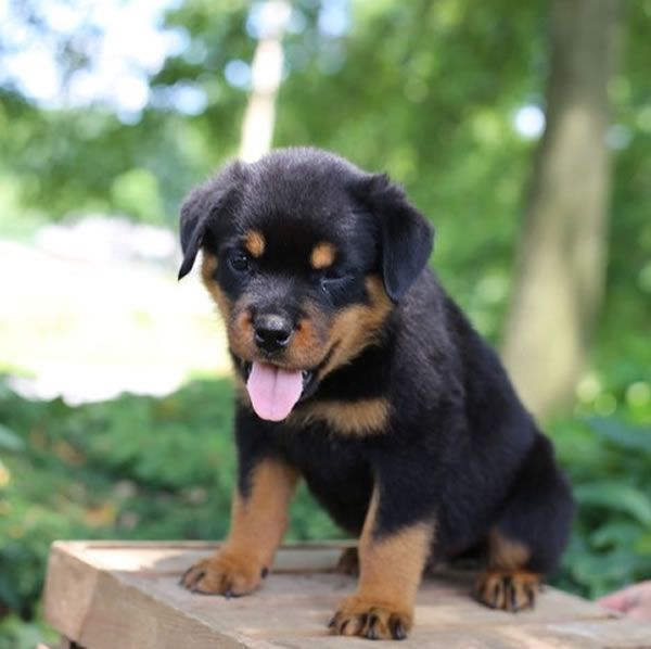 rottweiler puppies for sale