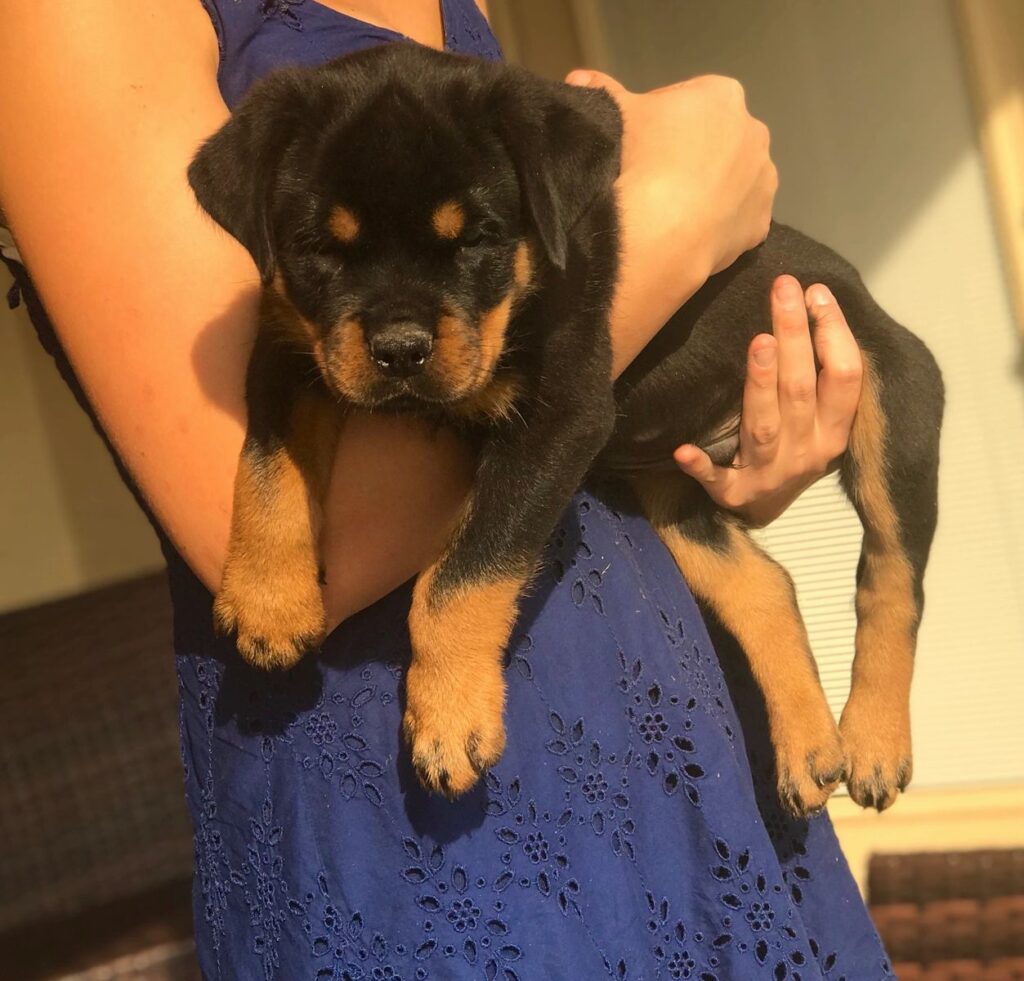 Rottweiler Puppies