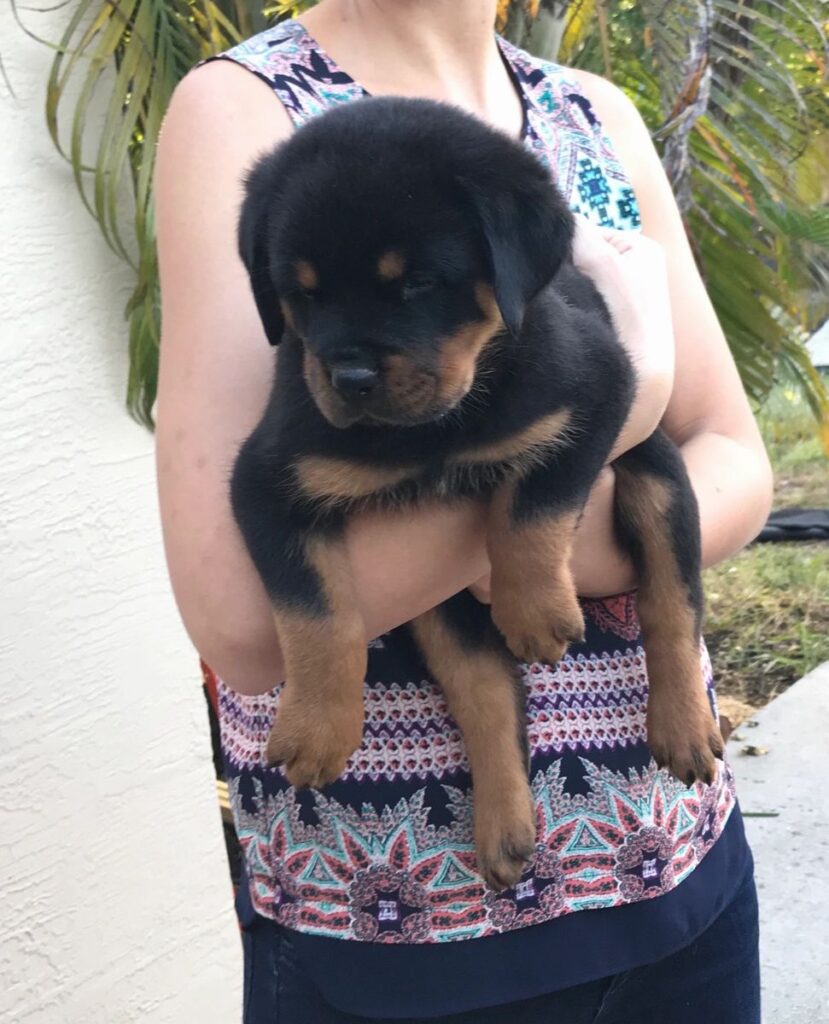 german rottweiler puppies for sale