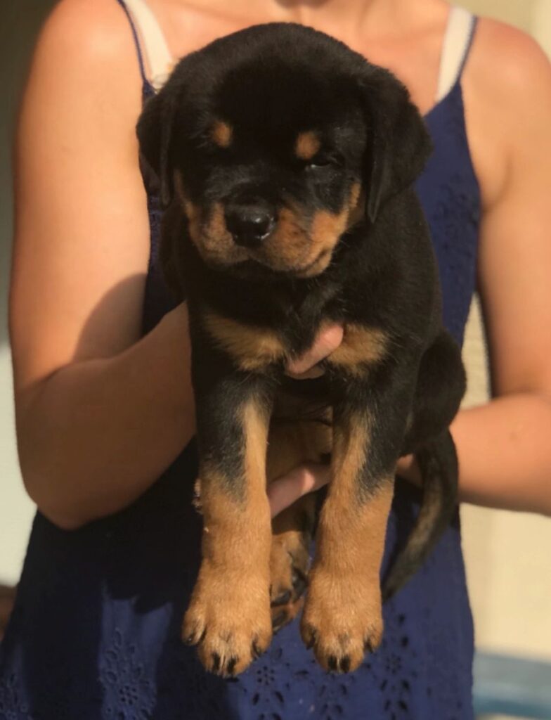 german rottweiler puppies for sale