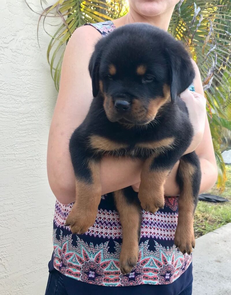 german rottweiler puppies for sale