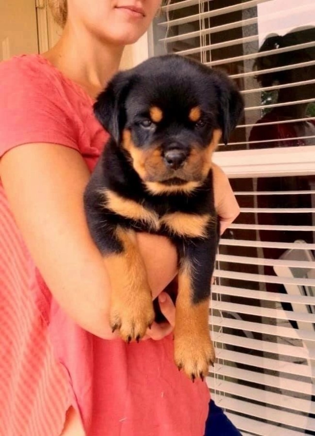 German rottweiler puppies for sale